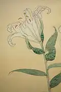 Sketch of White Lilies, 1935, sumi and color on paper - National Museum of Modern Art, Tokyo