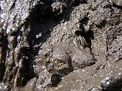 photo of a turtle climbing out of mud