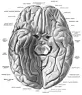 Fusiform gyrus seen in a ventral view