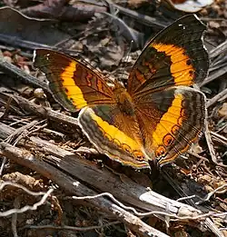 Junonia terea