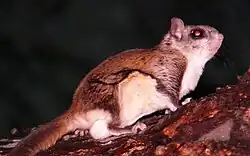 Southern flying squirrel (Glaucomys volans)