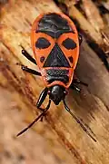 Pyrrhocoris apterus