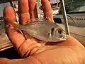 Sea bream