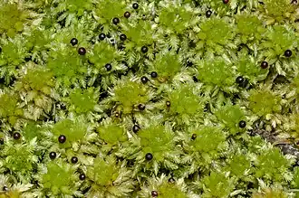 Dense cluster of sphagnum australe heads with sporophyte dark, spherical heads dotted in-between leaves and stems.