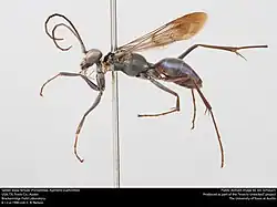 A. euphorbiae (female)