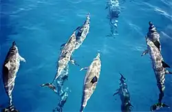 Image 6Spinner dolphins (from Micronesia)