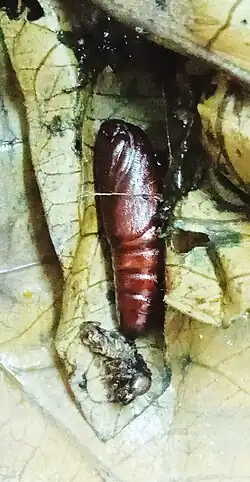 Spodoptera litura pupa