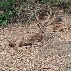 Spotted Deer(Chital)
