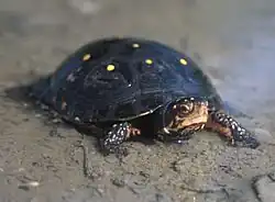 A spotted turtle standing on a sandy shore facing to the right.
