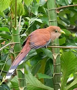 in Costa Rica