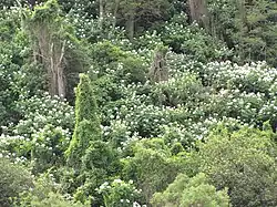 Infestation in Hawaii