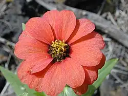 Zinnia peruviana