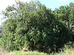 A macadamia tree