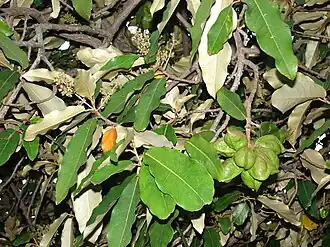 Foliage, flowers and unripe fruit