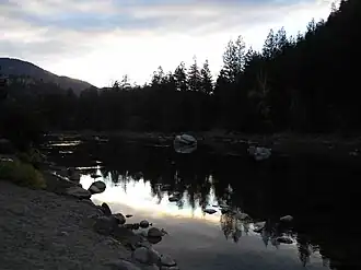 A river running through a pine tree forest