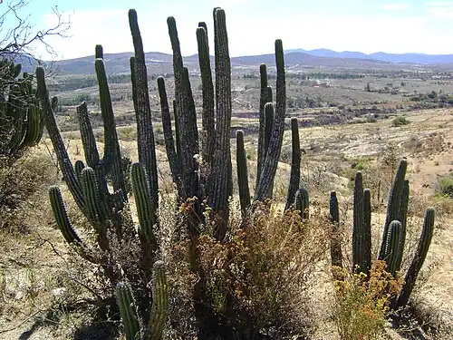 Plant growing outside Teotongo, Oaxaca