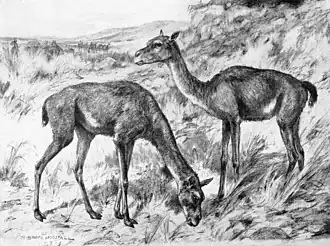 A drawing of two early camels