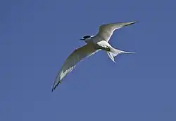 One tern in flight near Arnarstapi