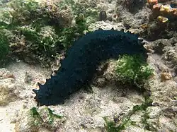 Stichopus chloronotus