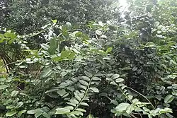 Dark glossy foliage of medium-sized tree