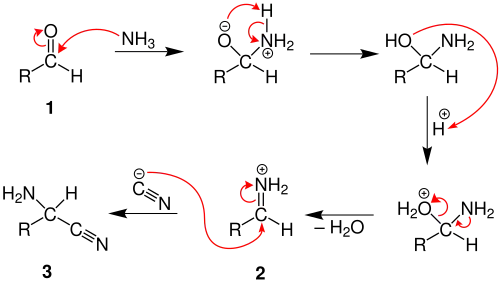 Mechanism of the Strecker-Synthesis, part 1.