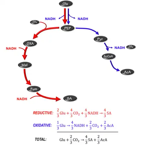 Figure 2: Metabolic pathway for producing succinic acid. NADH balance is achieved by acetic acid production. Pyruvate oxidation via the pyruvate dehydrogenase route.