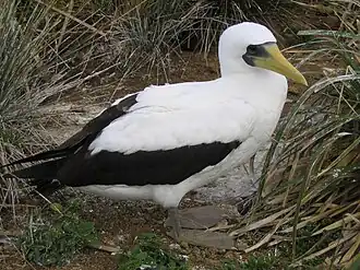 A white and black bird with a yellow peak amongst small plants