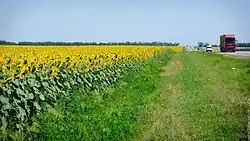 Sunflower field, Vyselkovsky District