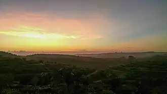 Sunrise over a palm oil plantation