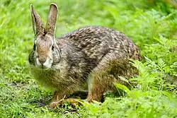 A photograph of a swamp rabbit in the grass taken from the side, with the rabbit's head facing towards the camera
