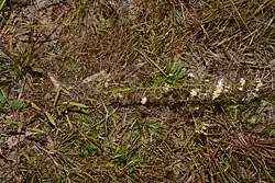 Growth habit in prairie
