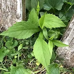 Several young leaves with coarsely saw-toothed edges