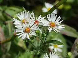 four blooming flowers with white ray florets and yellow disk florets
