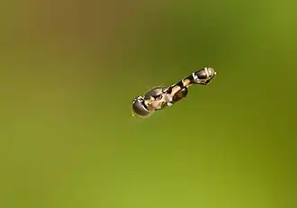 Hoverfly hovering in the air