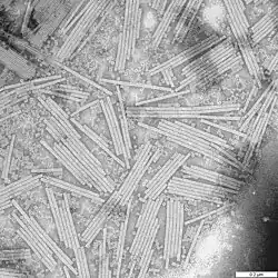Image 17Wendell Stanley's crystallization of tobacco mosaic virus as a pure nucleoprotein in 1935 convinced many scientists that heredity might be explained purely through physics and chemistry. (from History of biology)