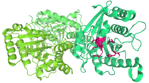 Toc34 from a pea plant. Toc34 has three almost identical molecules (shown in slightly different shades of green), each of which forms a dimer with one of its adjacent molecules. Part of a GDP molecule binding site is highlighted in pink.[52]