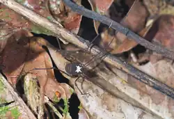 Photograph of a dark brown spider walking along leaves and branches. The spider's back has a white oval spot with four small shapes protruding along the surface that resemble short arms.