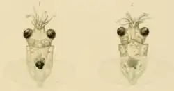 Holotype of Taningia persica, a paralarval specimen. The ink sac is visible through the transparent mantle