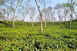 Image 51Sripur is a tourist spot in Bangladesh's Sylhet district. It is well known for its waterfalls, which span across the Bangladesh-India border. This picture features a tea garden in Sripur, Sylhet, Bangladesh Photo Credit: Moheen Reeyad