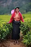 Tea harvester in Sri Lanka