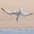 Plunge-diving Sandwich tern