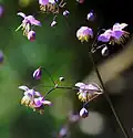 Thalictroideae: Thalictrum delavayi
