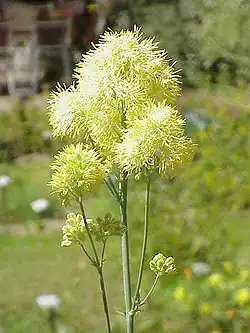 Thalictrum glaucum flowers