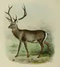 Illustration of Kashmir stag