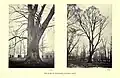 The great elm in The Grove, Magdalen College, Oxford (ca. 1870)[22]