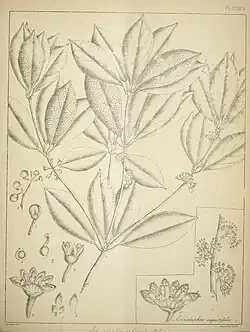 Illustration of "Actinodaphne salicina"