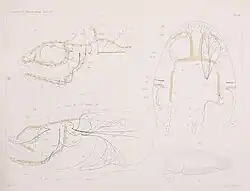 Plate showing diagrams of toadfish organs from multiple views