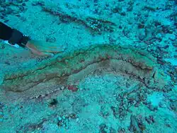 The king sea cucumber (Thelenota anax, family Stichopodidae) is one of the heaviest known holothuroids.