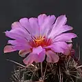 Thelocactus bicolor v. tanquecillos