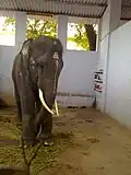 Chained temple elephant in its stable, Thiruchenthur Temple, Tamil Nadu
